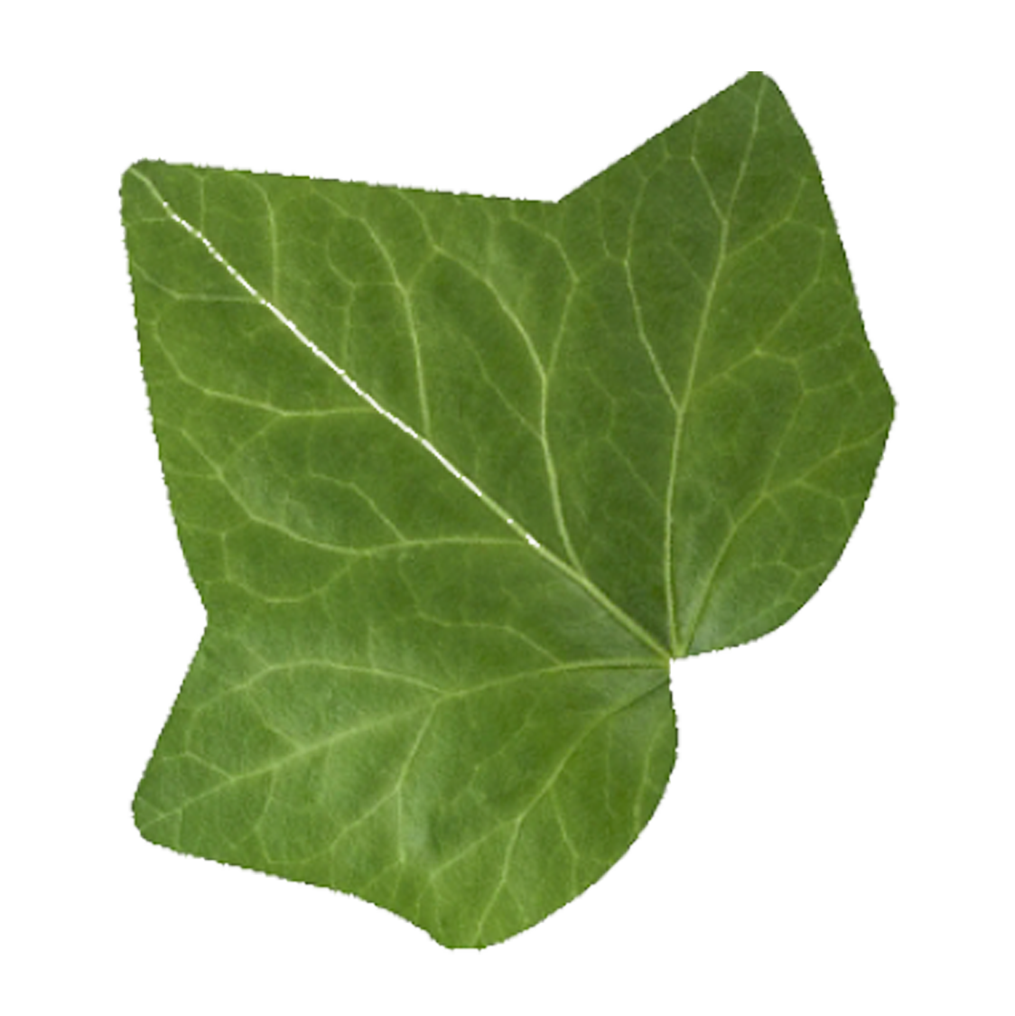 ivy leaf